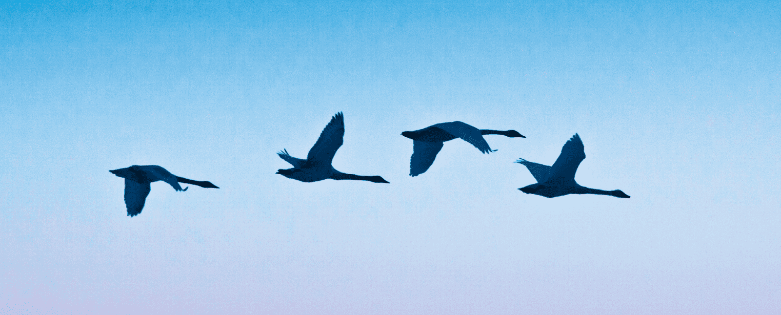 Birds are flying across the sky